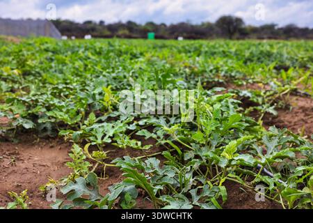 primo piano di anguria verde e foglie che crescono su terreno marrone con tubi di irrigazione in plastica nera visibili in primo piano e sul dorso Foto Stock