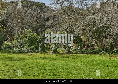 Lussureggiante paesaggio verde del parco caratterizzato da un arco naturale formato da piante e alberi rampicanti, circondato da erba vibrante e vegetazione variegata sotto a. Foto Stock