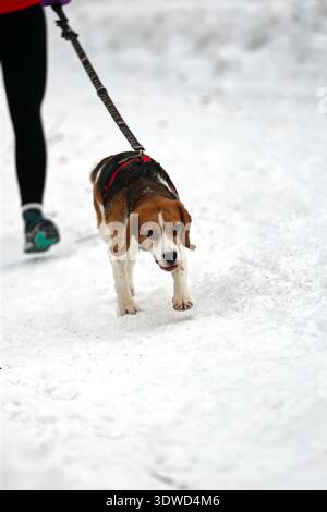 Beagle al guinzaglio godendosi una passeggiata invernale innevata Foto Stock