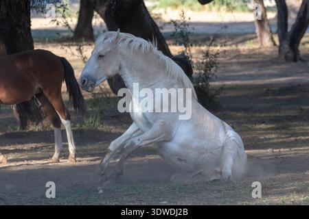 Un cavallo selvatico bianco che gioca e si sporca rotolando nella polvere in un parco Foto Stock