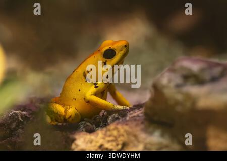 Primo piano di una vivace rana gialla che riposa su una roccia nel suo habitat naturale. I dettagli della sua pelle e l'ambiente circostante lussureggiante sono chiaramente V Foto Stock