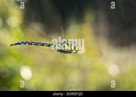 Un'immagine ravvicinata di una libellula a metà volo, che mostra i suoi vivaci motivi blu e verdi e le ali traslucide, adagiate su un natu leggermente sfocato Foto Stock