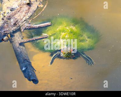 Una femmina di terrapina dalle orecchie rosse (tartaruga scorrevole) con alghe sul guscio che si crogiolano in uno stagno, la sua testa sopra l'acqua. Foto Stock
