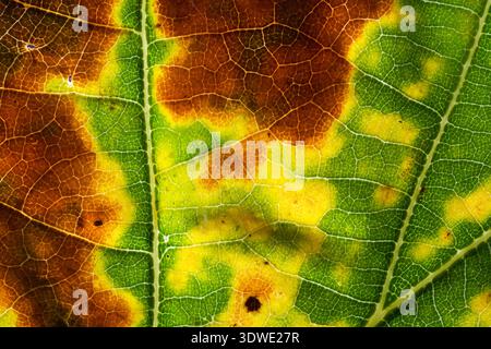 Foto macro di una foglia autunnale che mostra colori vivaci e intricati motivi venosi. Le tonalità verde e marrone evidenziano la trasformazione tipica dell'autunno Foto Stock
