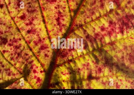 Immagine macro ravvicinata di una vibrante foglia autunnale che mostra intricati motivi venosi nelle sfumature di giallo e rosso. I colori caldi mettono in risalto la b naturale Foto Stock