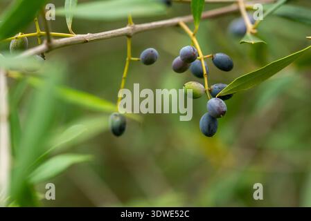 Foto ravvicinata di un ramoscello di ulivo selvatico che porta piccole olive mature su uno sfondo verde sfocato, catturando l'essenza della natura e la semplicità Foto Stock