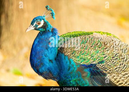 Un maestoso pavone mostra il suo piumaggio vivido in una luce solare intensa. Le vivaci sfumature blu e verdi delle sue piume brillano, mettendo in risalto la striscia dell'uccello Foto Stock