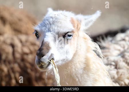 Primo piano di un lama che masticava paglia in un santuario faunistico. Lo sfondo mostra altre texture di lama, evidenziando il suo habitat naturale e expres Foto Stock