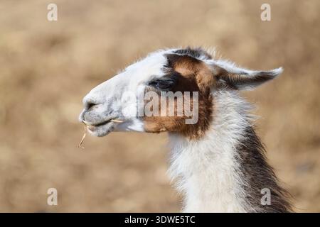 Un'immagine ravvicinata di un lama che masticava la paglia in un ambiente tranquillo. La particolare pelliccia marrone e bianca del lama aggiunge contrasto a un ser Foto Stock