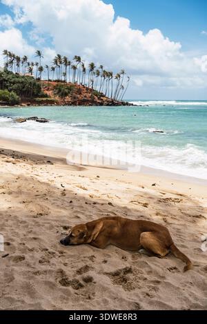 Una tranquilla spiaggia dello Sri Lanka presenta un cane rilassato che riposa sulla spiaggia sabbiosa, con dolci onde e palme ondeggianti sotto un cielo blu luminoso. Foto Stock