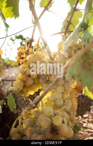 Primo piano di uve illuminate dal sole appese a una vite in un vigneto di Castilla la Mancha, Spagna. Le lussureggianti uve si crogiolano alla luce del sole, mostrando la bellezza di W Foto Stock