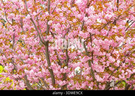 Fiori di ciliegio rosa in fiore sui rami degli alberi in primavera. Sfondo floreale denso con foglie fresche e luce naturale soffusa Foto Stock