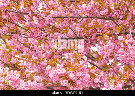 Fiori di ciliegio rosa in fiore sui rami degli alberi in primavera. Sfondo floreale denso con foglie fresche e luce naturale soffusa Foto Stock