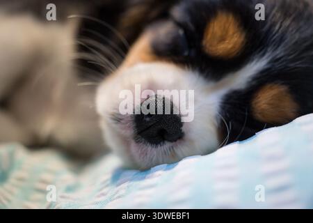 Un primo piano del naso e del viso di un cucciolo addormentato, che riposa tranquillamente su una morbida coperta blu chiaro. L'immagine cattura il calore e l'innocenza del c Foto Stock