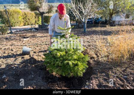 Un anziano pianta un giovane albero di Natale in un giardino, abbracciando una vita sostenibile e un giardinaggio stagionale. La scena cattura l'essenza dell'eco-ven Foto Stock