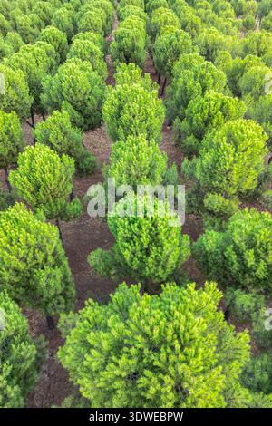 Vista aerea di una lussureggiante foresta verde che mostra vibranti tettoie di alberi che formano uno schema ipnotico. Il fogliame fresco e denso crea un'atmosfera invitante Foto Stock