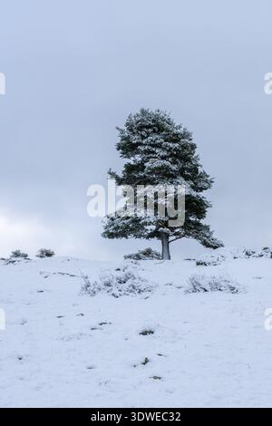 Un albero solitario sorge in mezzo a una distesa innevata nel Parco Nazionale della Sierra de Guadarrama. La neve fresca ricopre il terreno, creando una connessione wi-fi serena e tranquilla Foto Stock