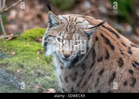 Primo piano della lince eurasiatica (Lynx Lynx), Parco Nazionale della Foresta Bavarese, Bayerischer Wald, Baviera, Germania Foto Stock