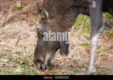 Primo piano di alci di toro (Alces alces) con palchi caduti nel Parco Nazionale della Foresta Bavarese, Bayerischer Wald, Baviera, Germania Foto Stock