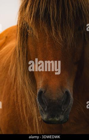Primo piano del maestoso volto di un cavallo islandese, evidenziandone le caratteristiche peculiari e la fluente criniera. Catturato in Islanda, perfetto per l'avventura in trav Foto Stock