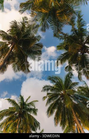 Le palme illuminate dal sole oscillano dolcemente contro il cielo azzurro limpido di un'isola tropicale delle Maldive, creando una scena serena e pittoresca tipica di un tr Foto Stock