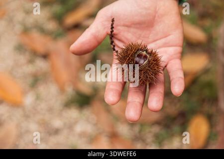 Immagine ravvicinata di una mano che regge un guscio di castagno in mezzo a una scena di foresta. Foglie cadute e tonalità terrose evocano l'essenza dell'autunno, catturando Foto Stock
