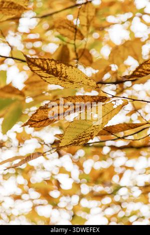 Primo piano di foglie autunnali con sfumature dorate appese delicatamente ai rami in una foresta serena. La luce del sole filtra delicatamente attraverso il fogliame, creando Foto Stock