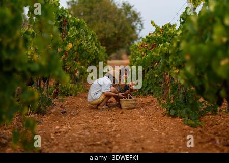 Due bambini esplorano un vigneto, raccogliendo l'uva in un cestino di vimini. Circondati da vigneti lussureggianti, godono di un tranquillo momento di scoperta su un soleggiato Foto Stock