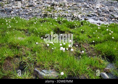 Campo di soffici fiori bianchi tra erba verde a Greina, Svizzera. Foto Stock