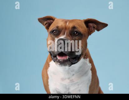 Uno staffordshire terrier si trova in una cornice centrale con una faccia tranquilla e neutra. I toni morbidi del blu creano un ambiente rilassante. Foto Stock