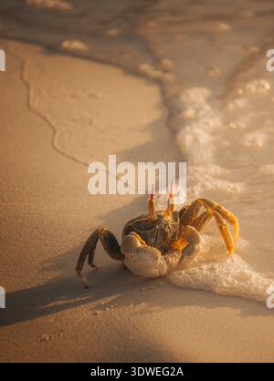 Un vivace granchio esplora le coste sabbiose dell'Anse Lazio sull'isola di Praslin, mentre le dolci onde la bagnano al tramonto, catturando un essere sereno e pittoresco Foto Stock