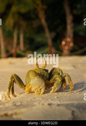 Un primo piano di un granchio sulle rive sabbiose dell'Anse Lazio, Praslin, mentre il tramonto dorato proietta un caldo bagliore sulla spiaggia, evidenziando la bellezza naturale Foto Stock