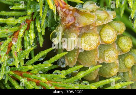 Le gocce di pioggia adornano gli aghi e il cono di un abete norvegese nano, Picea abies, Pusch, in primavera Foto Stock