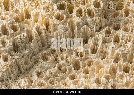 Fotografia macro che guarda verso il basso su un pezzo di corallo fossilizzato Foto Stock