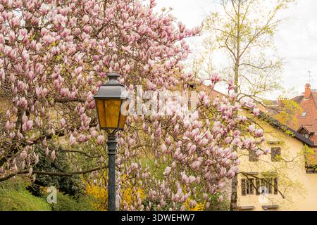Una pittoresca scena di primavera ad Annecy, caratterizzata da un ciliegio fiorente con delicati fiori rosa accanto a un lampione stradale vintage, incastonato contro charmin Foto Stock
