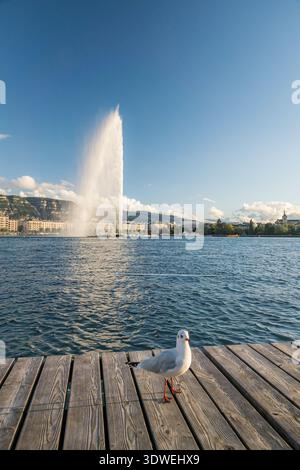Una scena tranquilla con un gabbiano in piedi su un molo di legno vicino all'iconica fontana Jet d'Eau a Ginevra. Lo skyline della città e il tranquillo lago formano un punto di riferimento Foto Stock