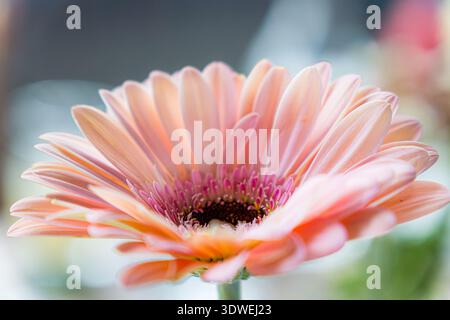 Una delicata margherita rosa gerbera in piena fioritura cattura l'essenza della primavera. I petali morbidi e il vivace centro creano un'atmosfera invitante e fresca Foto Stock