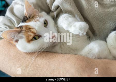 Amato gatto tra le braccia del suo custode. Il rapporto tra gli esseri umani e gli animali. Approccio comportamentale ai gatti. Primo piano Foto Stock