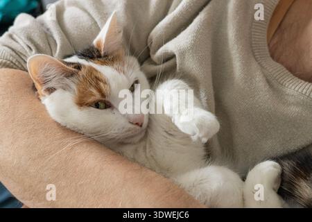 Amato gatto tra le braccia del suo custode. Il rapporto tra gli esseri umani e gli animali. Approccio comportamentale ai gatti. Primo piano Foto Stock
