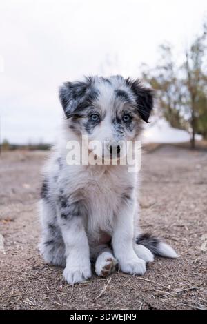 Adorabile cucciolo di Border Collie con gli occhi azzurri si trova su un sentiero sterrato. La sua morbida pelliccia nera e bianca si fonde splendidamente con il backgroun naturale Foto Stock