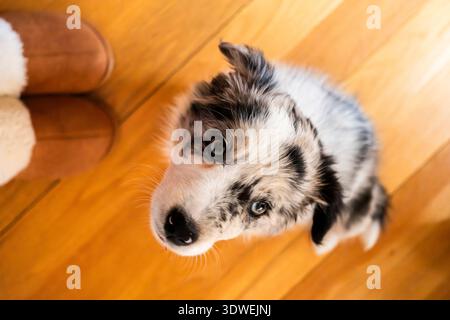 Un adorabile cucciolo di Border Collie si alza con occhi curiosi mentre si siede su un pavimento in legno lucido, catturando l'essenza della giocosità e della curiosità Foto Stock