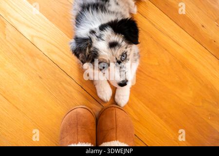 Adorabile cucciolo Border Collie con fantasie di pelliccia che si staglia accanto alle pantofole di una persona su un pavimento in legno lucido, catturando un momento di innocenza Foto Stock