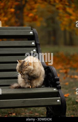 Un gatto soffice siede tranquillamente su una panchina di legno del parco, circondato da vibranti foglie d'acero gialle durante una giornata autunnale, creando un'atmosfera serena e accogliente Foto Stock