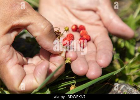 Mani corte e irriconoscibili raccolgono con cura le fragole selvatiche in un paesaggio lussureggiante e verde, catturando l'essenza della natura e del raduno all'aperto. Foto Stock
