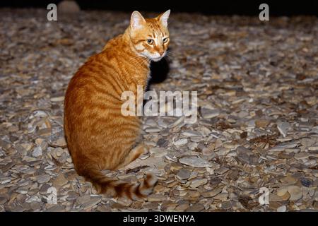Un gatto giocoso di zenzero siede a terra illuminato dalla luce notturna in un giardino, ritraendo un senso di curiosità e indipendenza mentre esplora il suo no Foto Stock