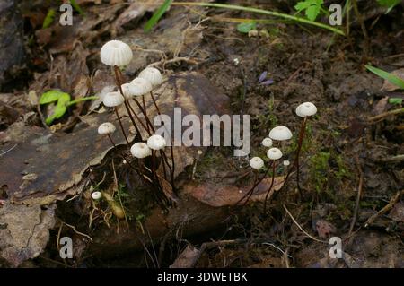 Il fungo della ruota - Marasmius rotula Foto Stock
