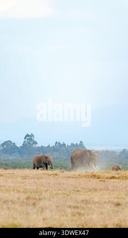 Una tranquilla scena di elefanti che vagano per la vasta savana di Ol Pejeta Conservancy in Kenya, mostrando la maestosa bellezza e la variegata fauna selvatica del Foto Stock