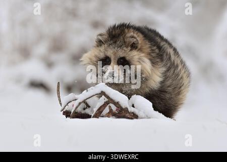 Cane procione comune Nyctereutes procyonoides prato cinese asiatica ravvicinata del campo graziosa specie invasiva in Europa, sera tramonto estate guardare Foto Stock