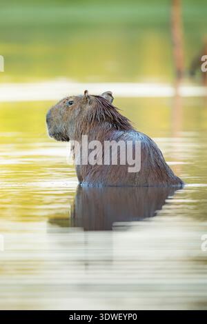 Un affascinante capybara, Hydrochoerus hydrochaeris, sorge serenamente nelle acque di Casanare, Colombia. La luce calda illumina la pelliccia, aggiungendo al Foto Stock