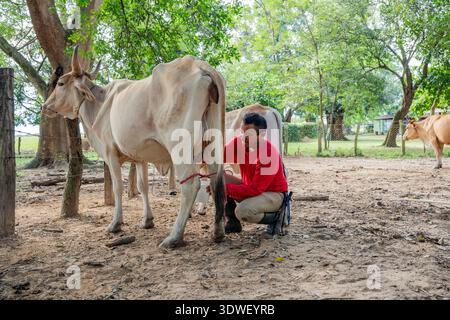 Un contadino di Casanare, in Colombia, munge una mucca a mano in un ambiente rurale. Circondata da alberi e da una semplice recinzione, questa scena cattura i farini tradizionali Foto Stock